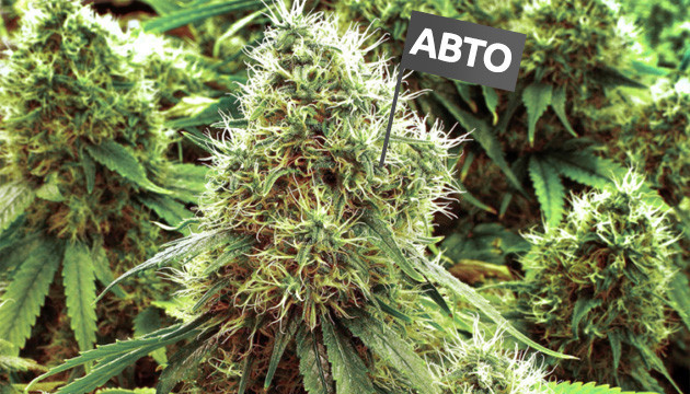 Урожайность автоцветущих сортов марихуаны Урожай автоцветов