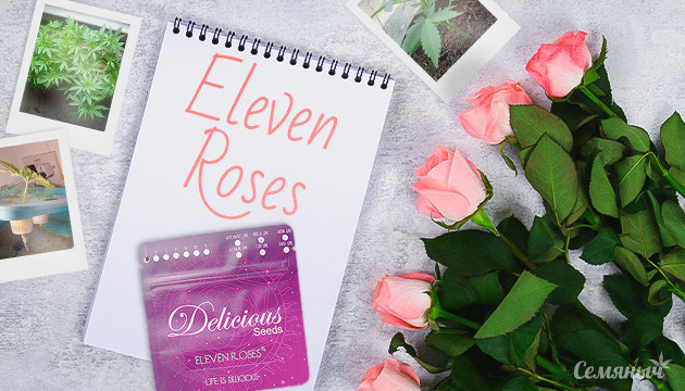 Гроурепорт сорта Eleven Roses fem от Delicious Seeds