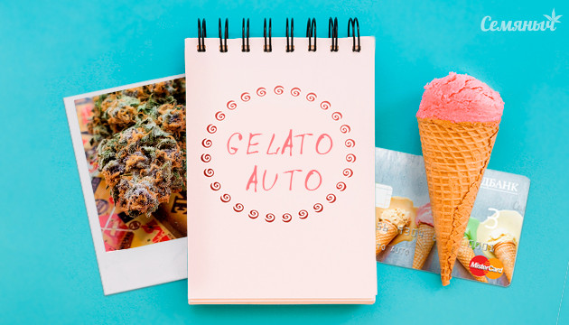 Гроурепорт сорта Gelato Auto fem от Семяныча