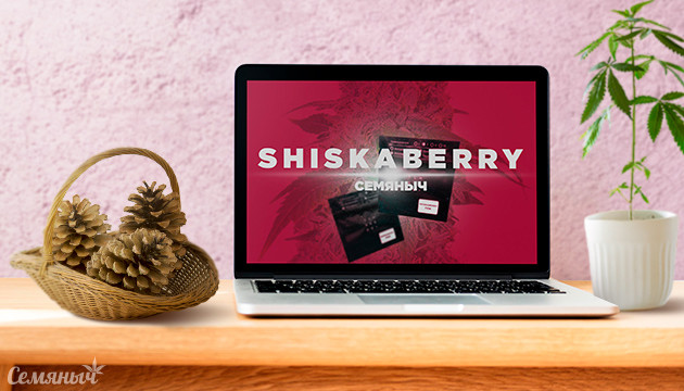 Гроурепорт сорта Shiskaberry fem от Семяныч