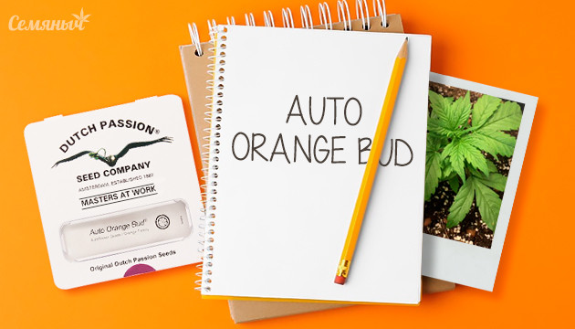 Гроурепорт сорта Auto Orange Bud от Dutch Passion